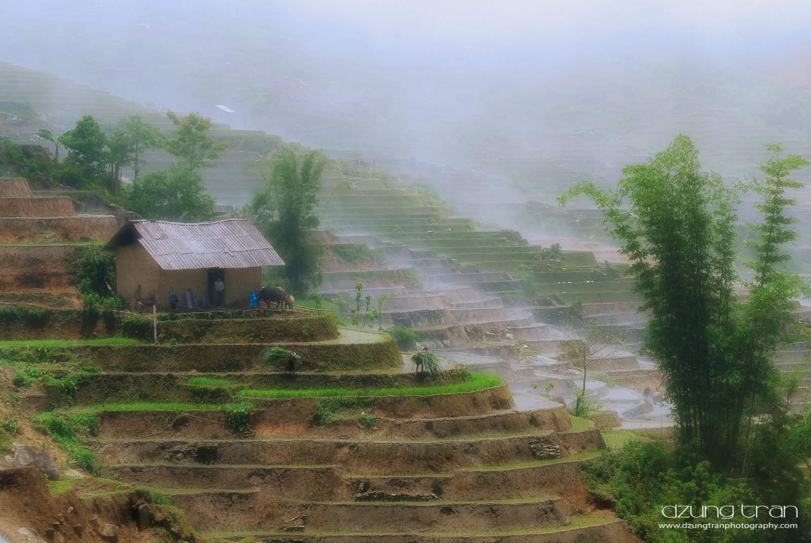 mist,y ty,lao cai,bamboo,buffalo,country side, Tran Minh Dung