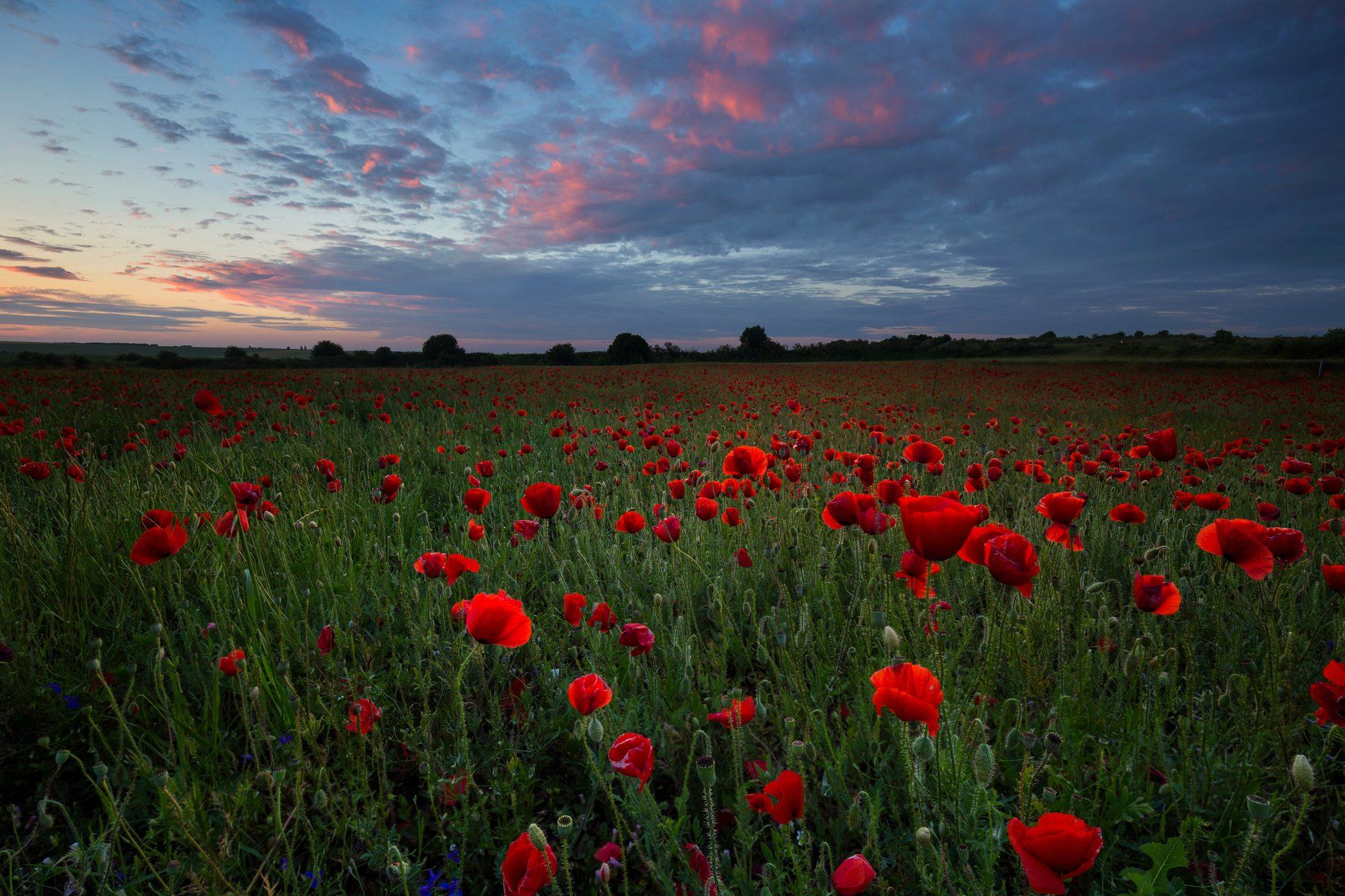 landscape, sunset, tree,nature,sky,clouds,field,flower, Tihomir Stoykov