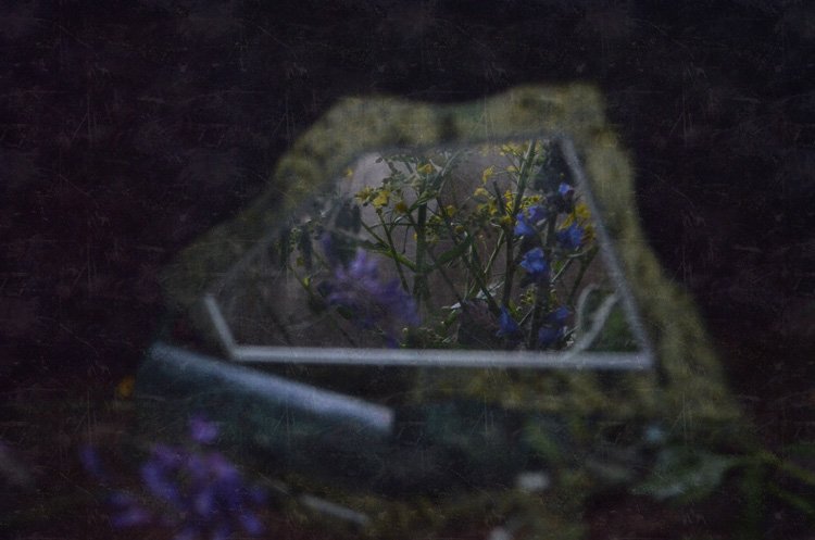 зеркало, цветы, Ирина Курмалеева
