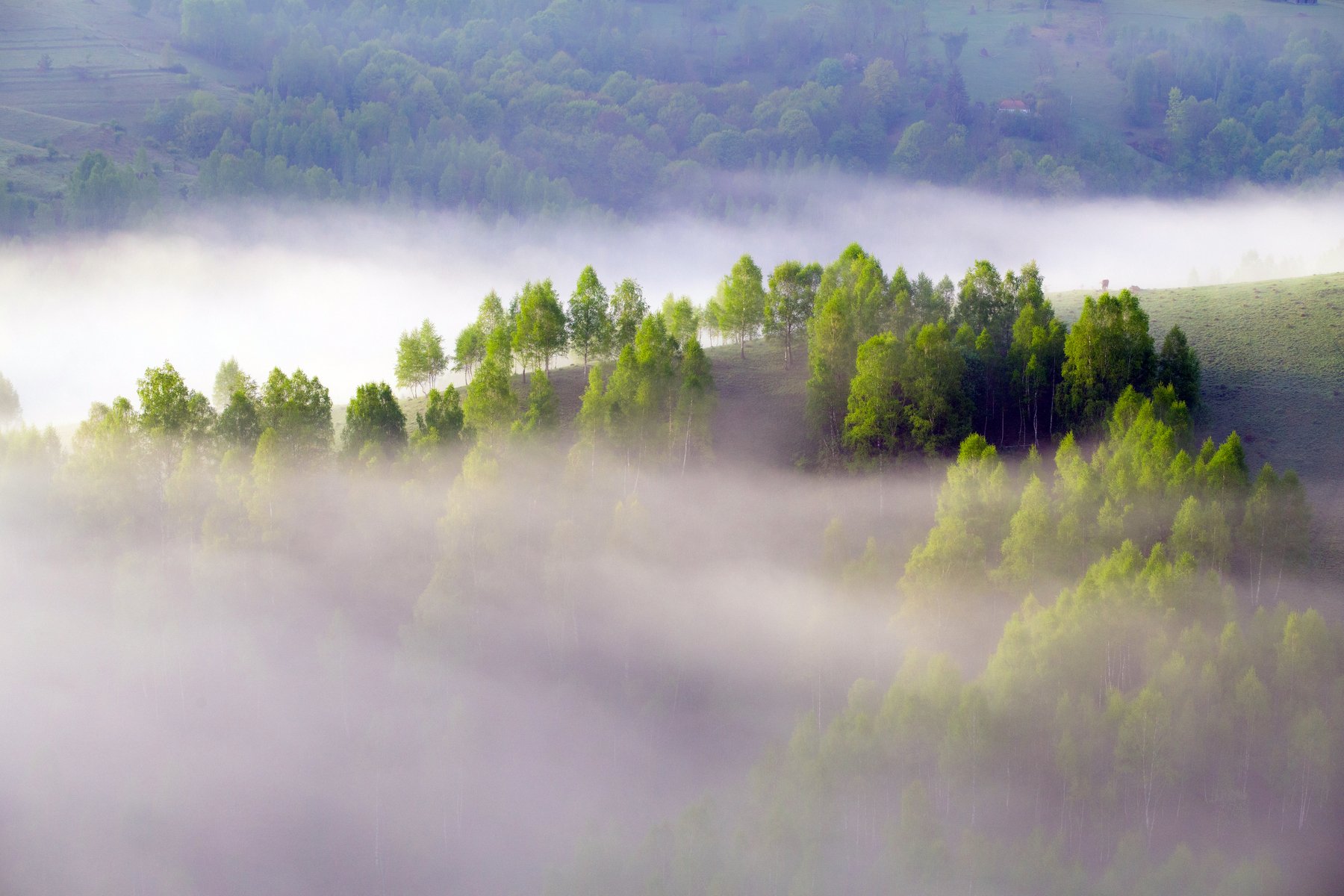 mist,fog,hill,trees,nature,apuseni,romania,, Marius Turc