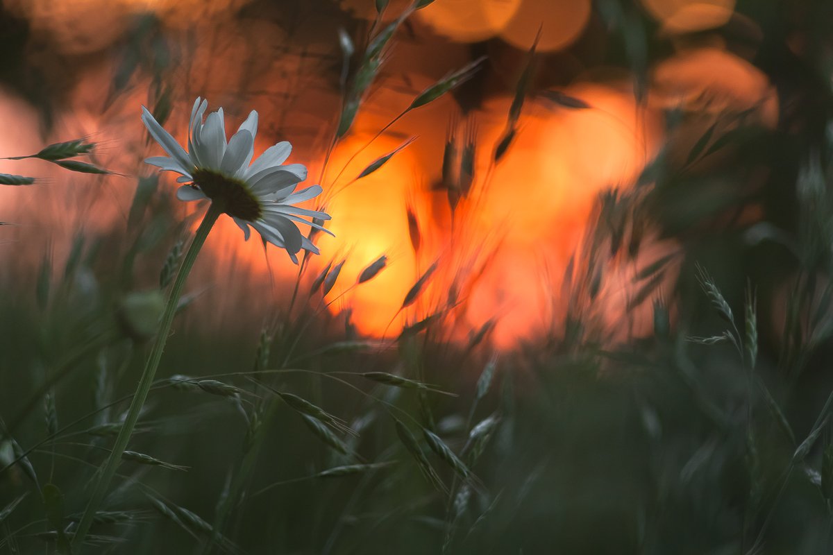 flower, sunset, nature, Gabriel Prescornita