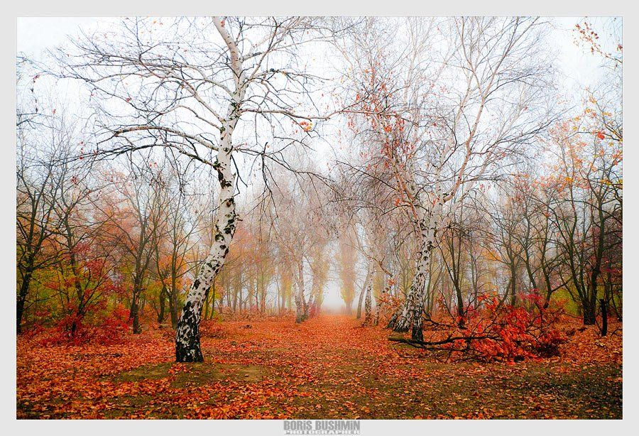 пейзаж, природа, осень, лес, листья, Борис Бушмин