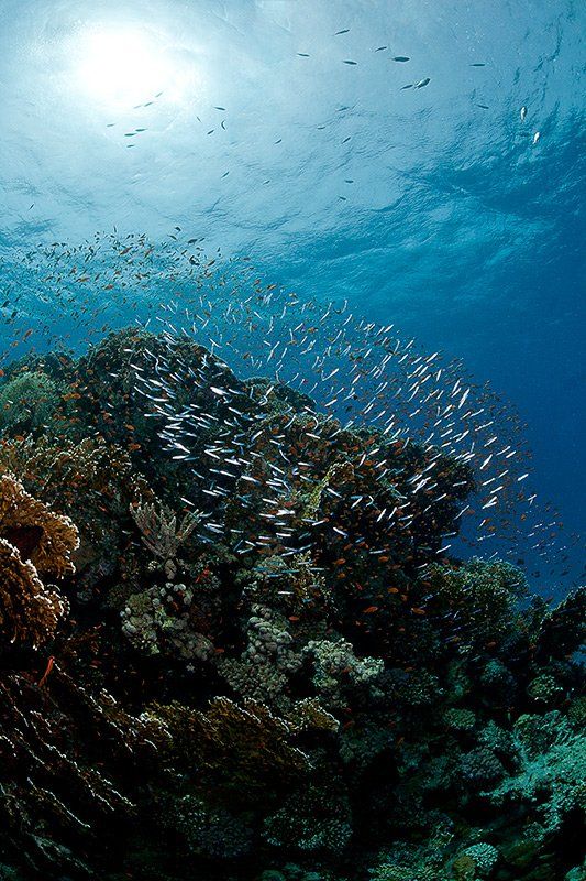 красное море, подводная съемка, риф, коралл, солнце, Natalia Semko