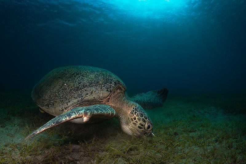 черепаха, красное море, подводная съемка, солнце, вода, Natalia Semko