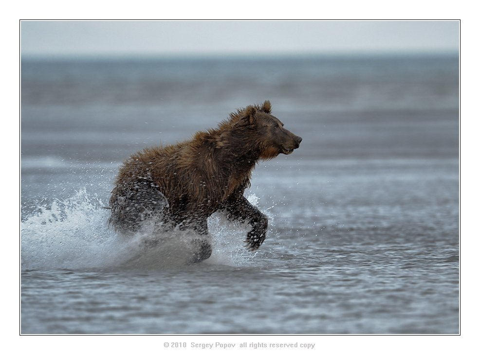 медведи, аляска, фотоохота, дикая природа, Попов Сергей