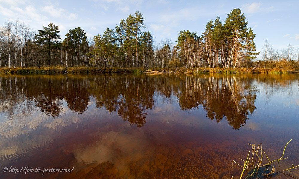 осень, река, лес, окский заповедник, панорама, Андрей Алексеев