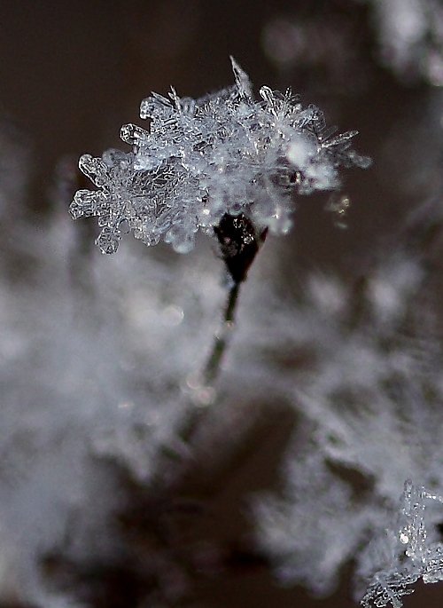 снежинка, цветок, Юлия Новохатько