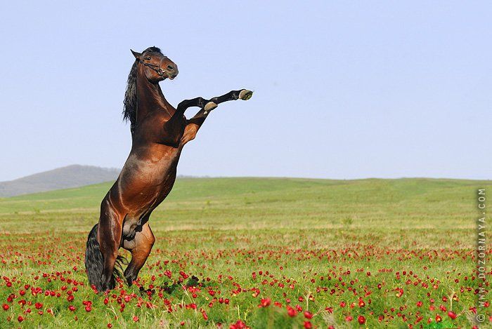 лошадь, цветы, поле, Тамара