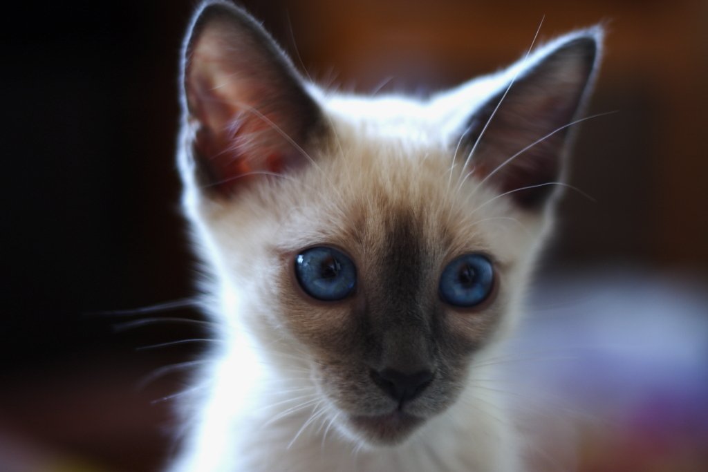 кот, глаза, голубые глаза, сиам, Виктор Симонов