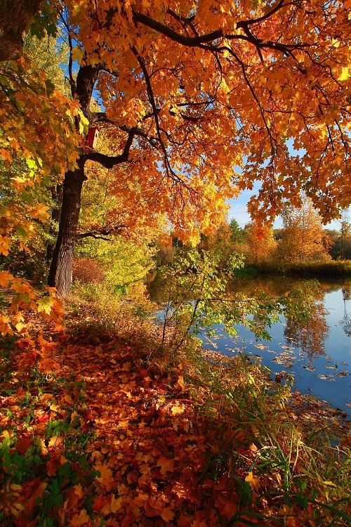 осень, пейзаж, фото, желтые, листья, Ольга Горелова