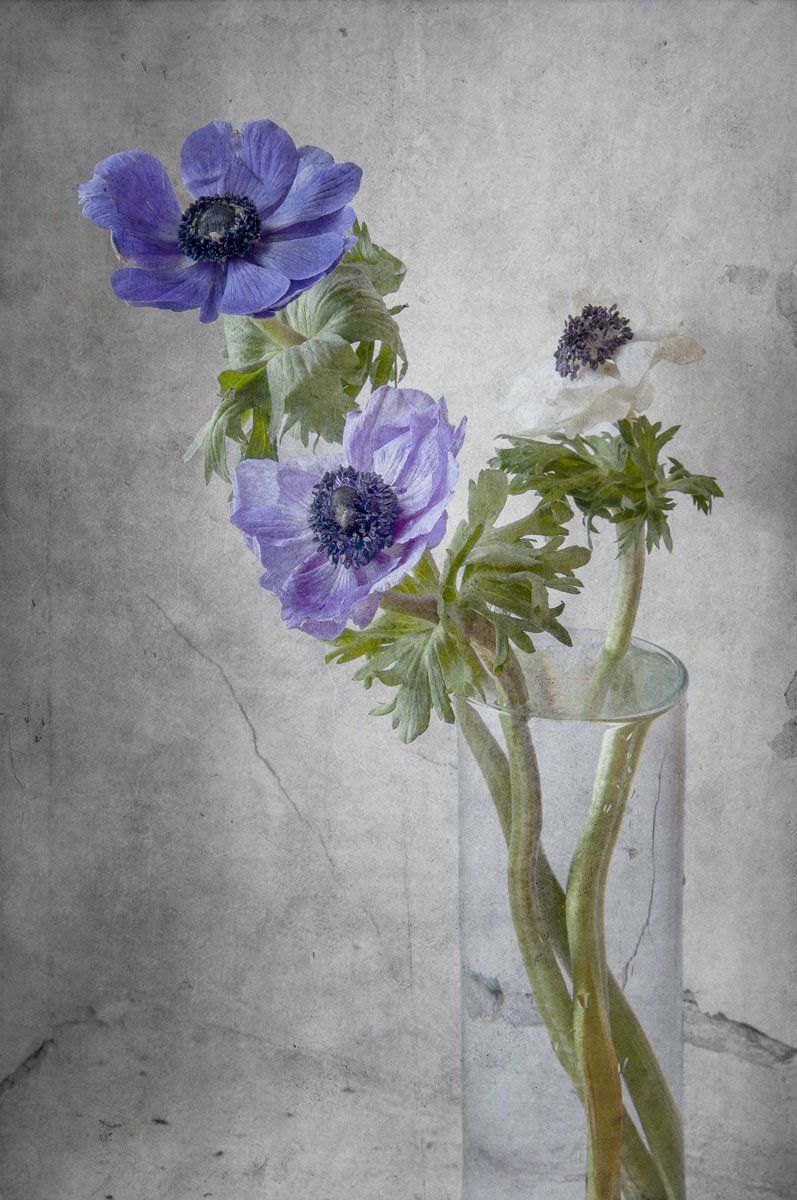 анемона, цветок, цветы, ваза, стеклянная, голубые, Игорь Токарев