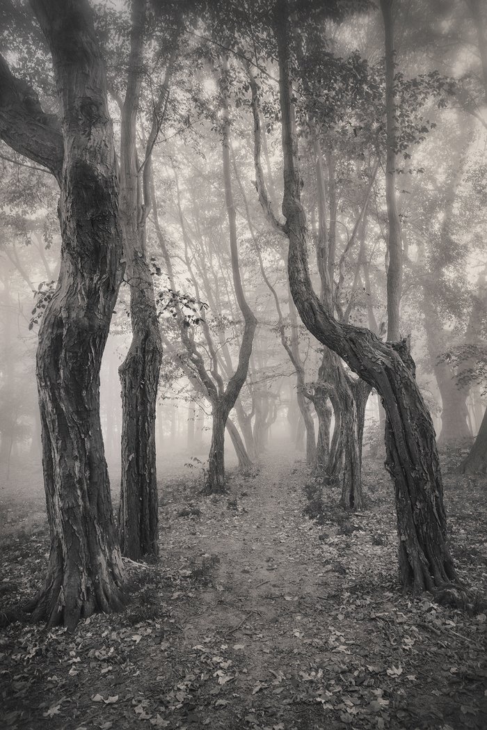 old park tree trees magic mist path alone silence poland dranikowski leaf autumn bw dark, Radoslaw Dranikowski