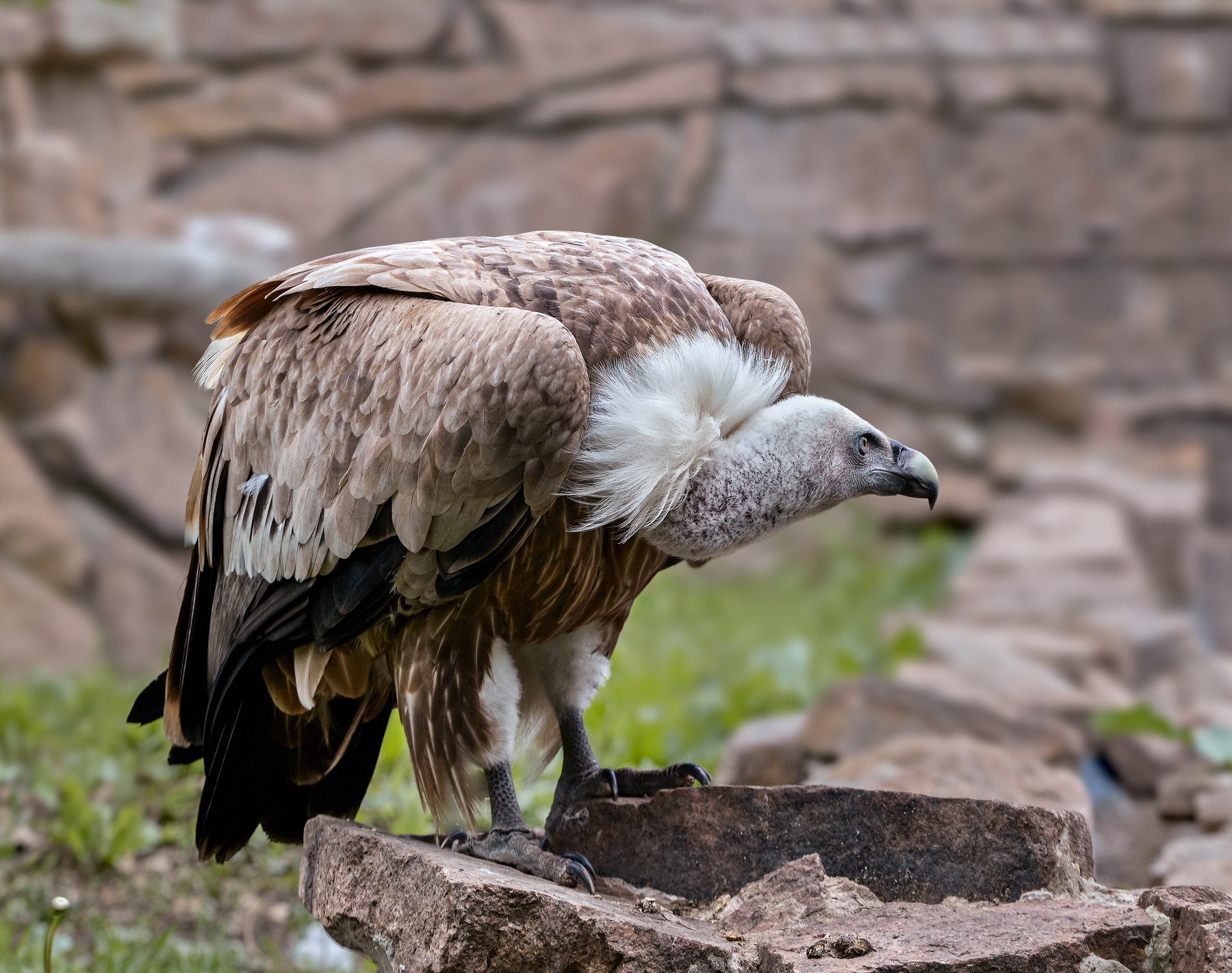 Кавказский орел белоголовый сип. Белоголовый сип кавказ. Крымский белоголовый сип. Кавказский кавказ белоголовый сип. Сип птица.