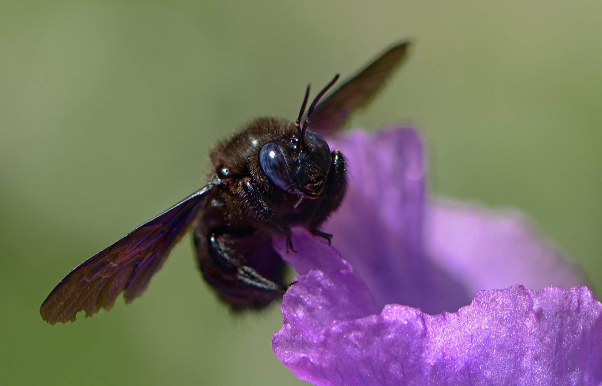 природа, макро, насекомое, пчела-плотник, Неля Рачкова