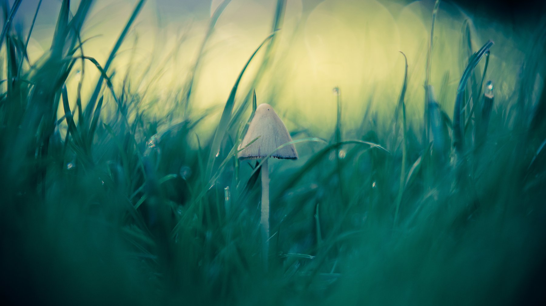 mushroom, macro, green, cinematic, middle, center, close-up, beauty, bokeh, Antonio Coelho