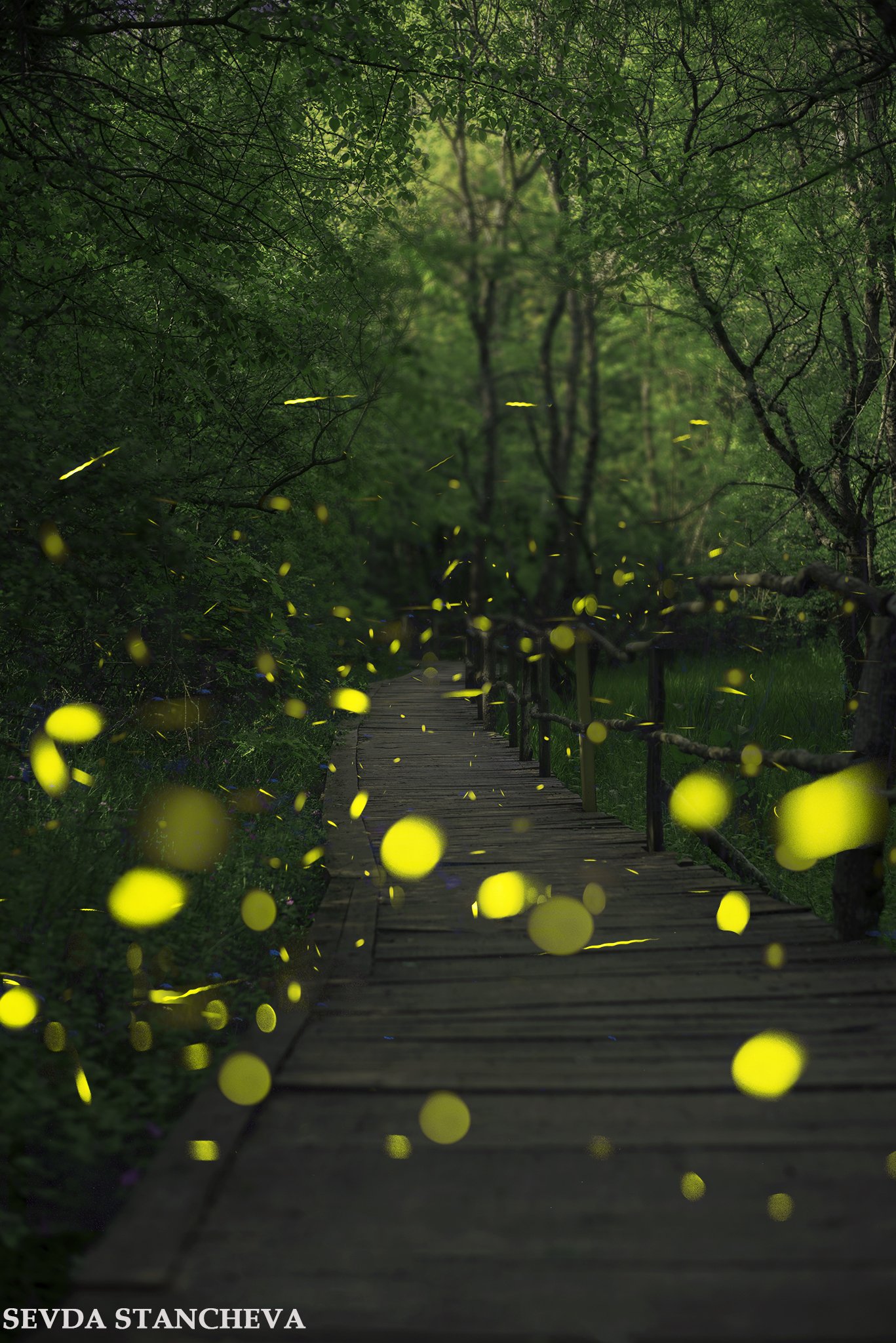 Fireflies, nature, wildlife, Sevda Stancheva
