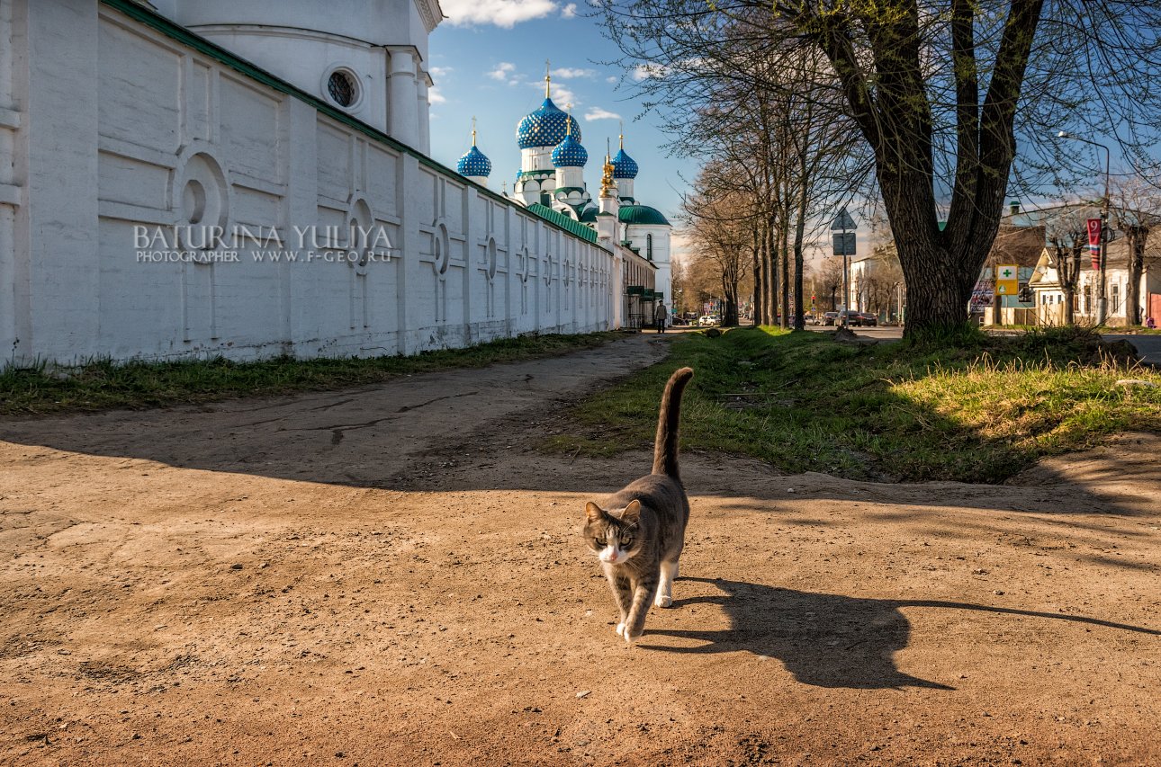 углич, кошка, богоявленский собор, богоявленский монастырь, Юлия Батурина
