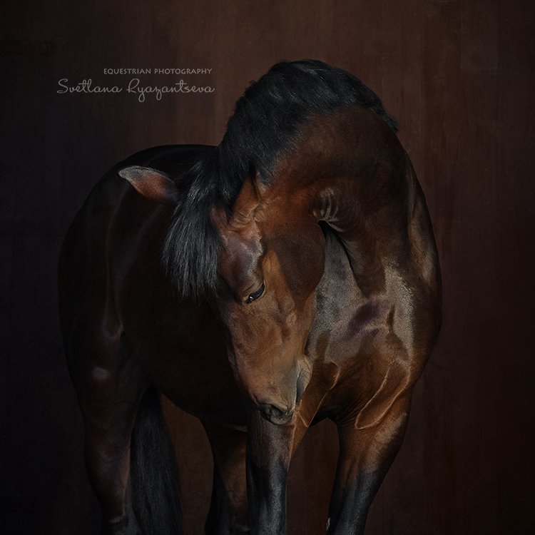 horse, portrait, портрет, лошадь, лошади, Svetlana Ryazantseva