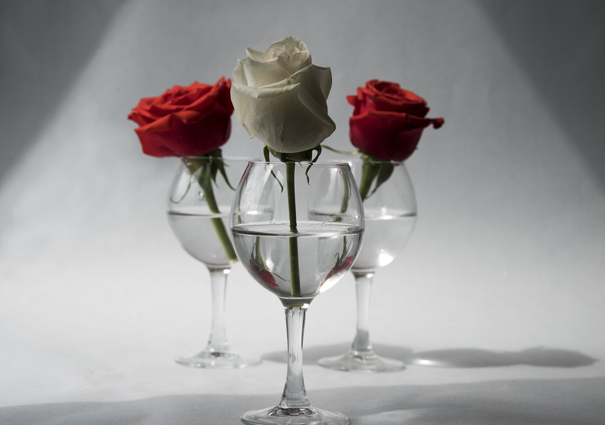 розы, красная роза, белая роза, цветы, натюрморт с розами, Svetlana Khromova