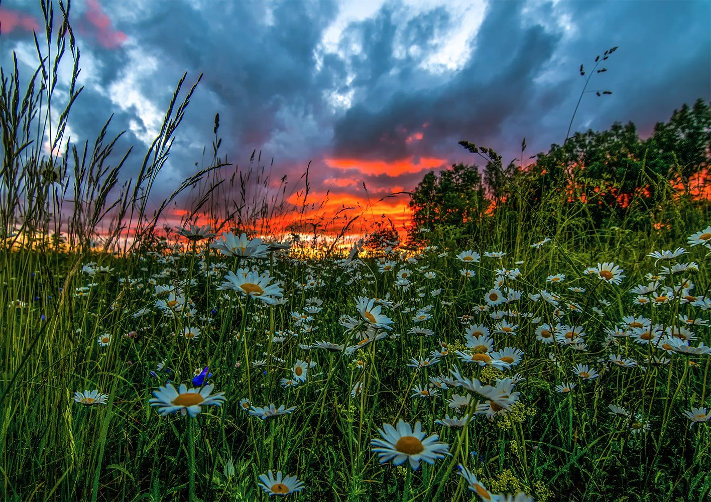 flowers,sunset,sky, clouds,summer, Daiva Cirtautė