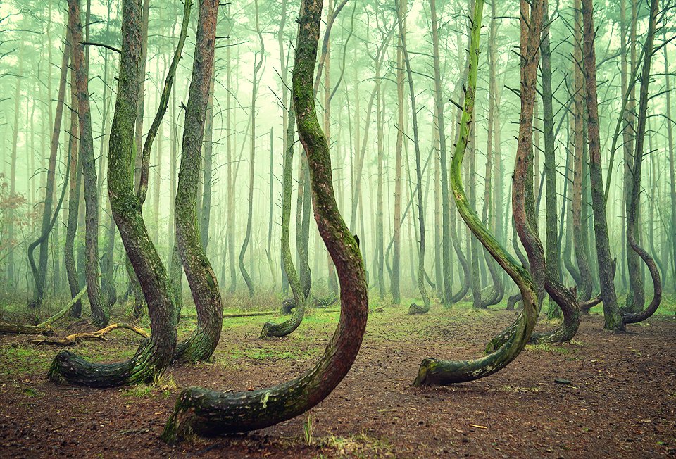 crooked forest mist magic green tree trees foggy poland, Radoslaw Dranikowski