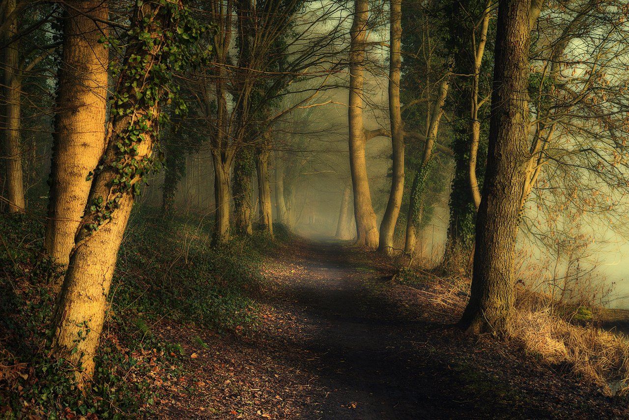 magic alley alejka trees path mist magic foggy road leaf green poland, Radoslaw Dranikowski