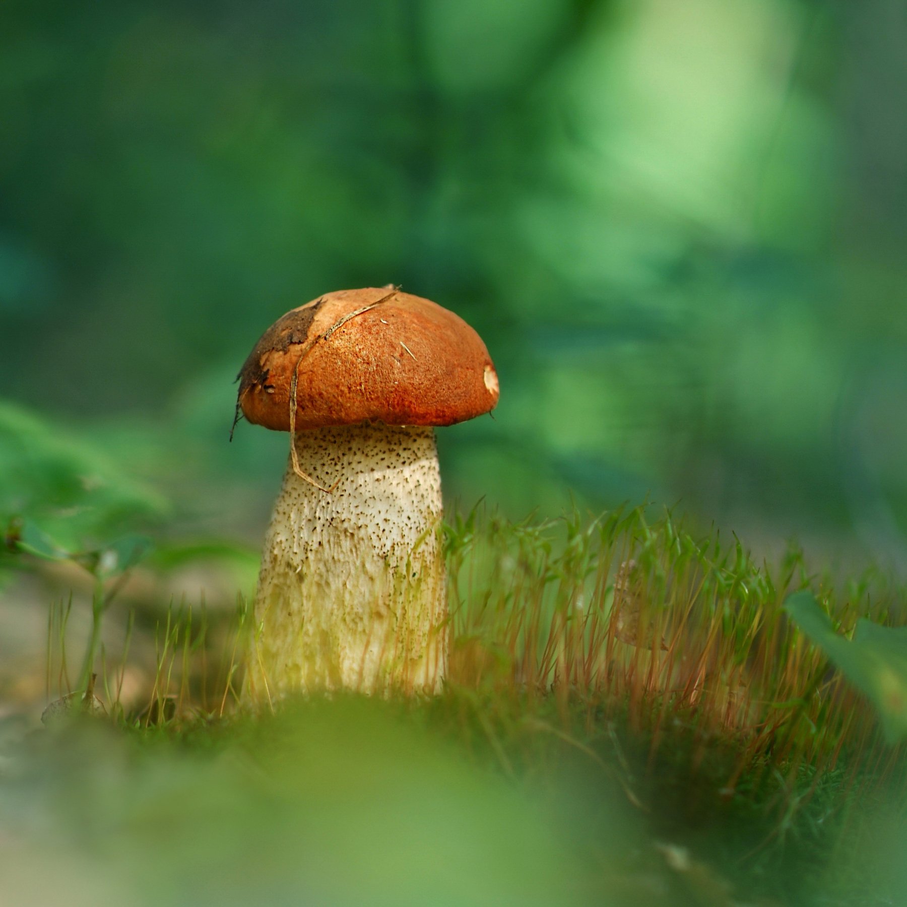 грибы, природа, лето, Мария Минск