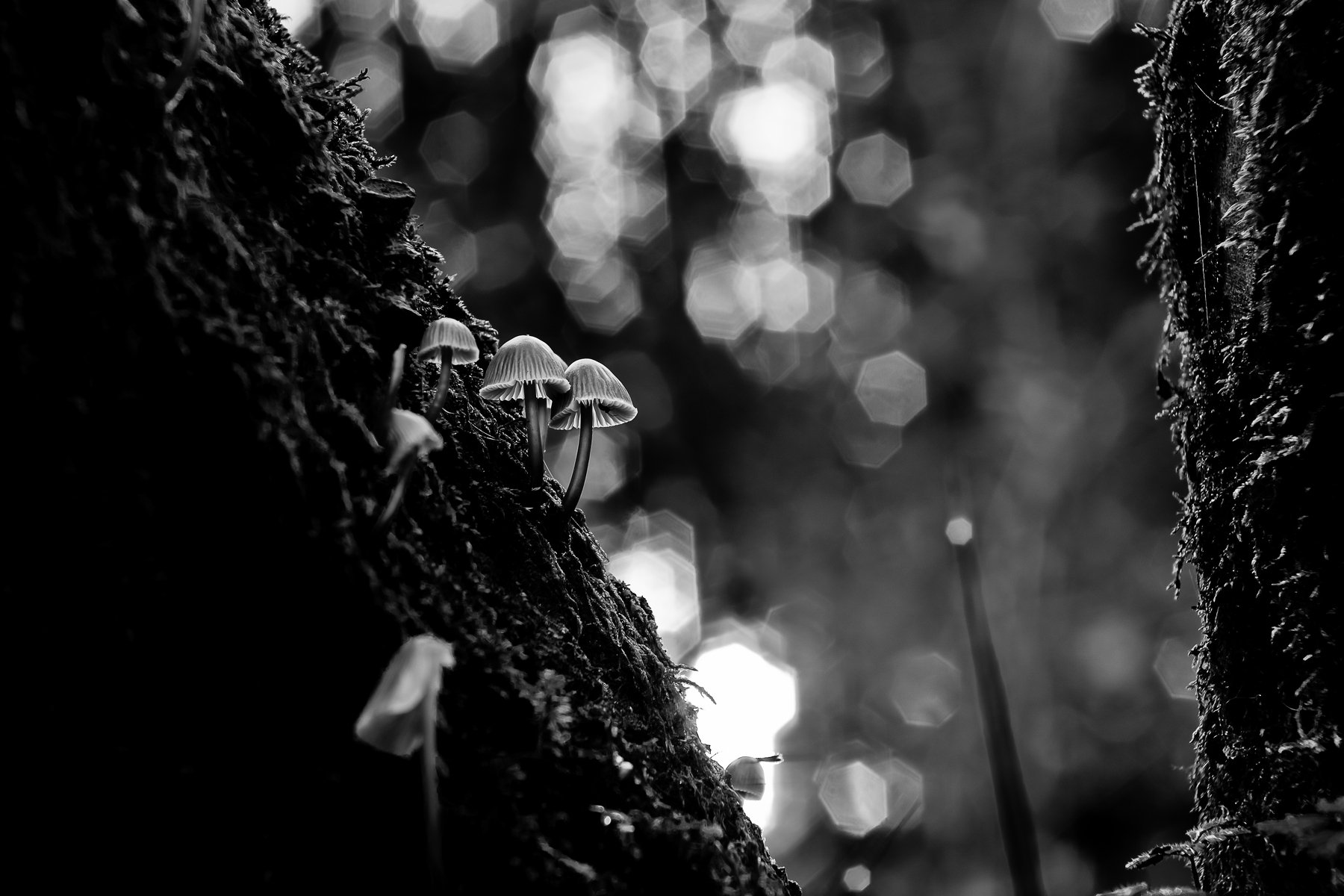 mushroom, macro, close-up, nature, bnw, Antonio Coelho