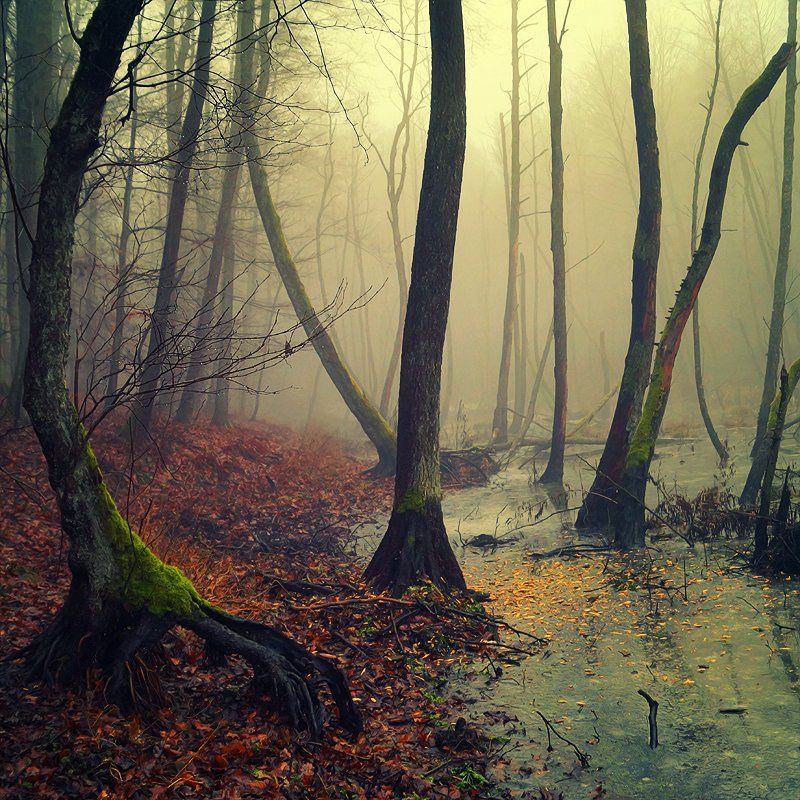 ents trees mist magic water forest autumn leaf las poland, Radoslaw Dranikowski