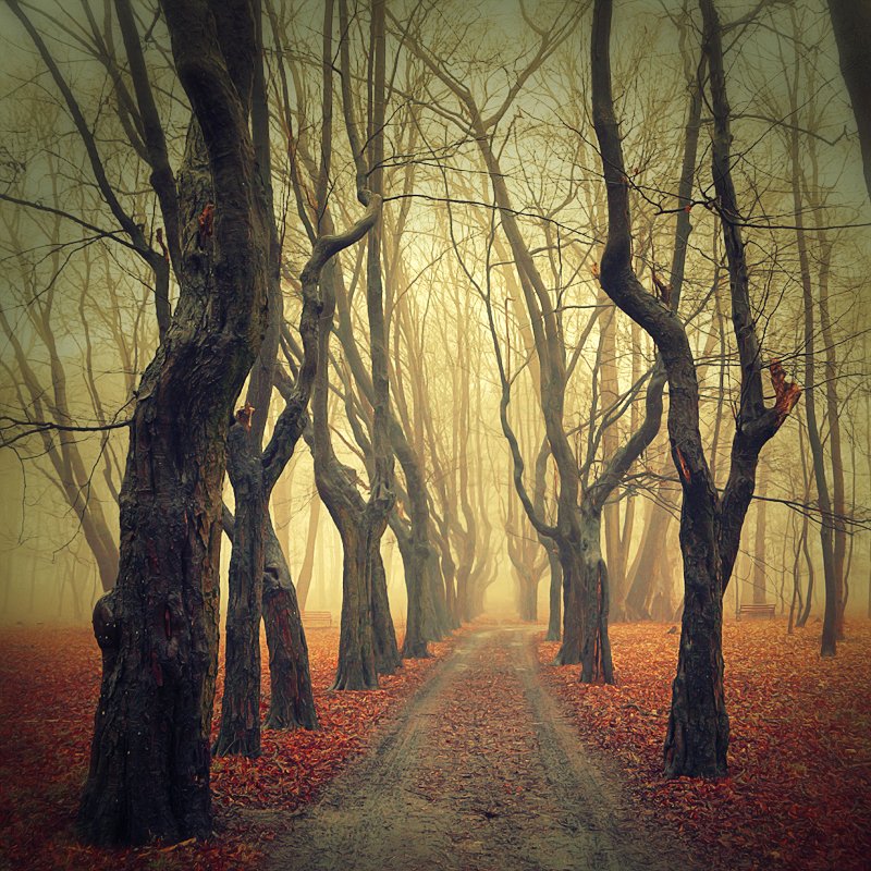 старый парк old park poland tree path trees autumn mist magic nostalgic bench red leaf dranikowski, Radoslaw Dranikowski