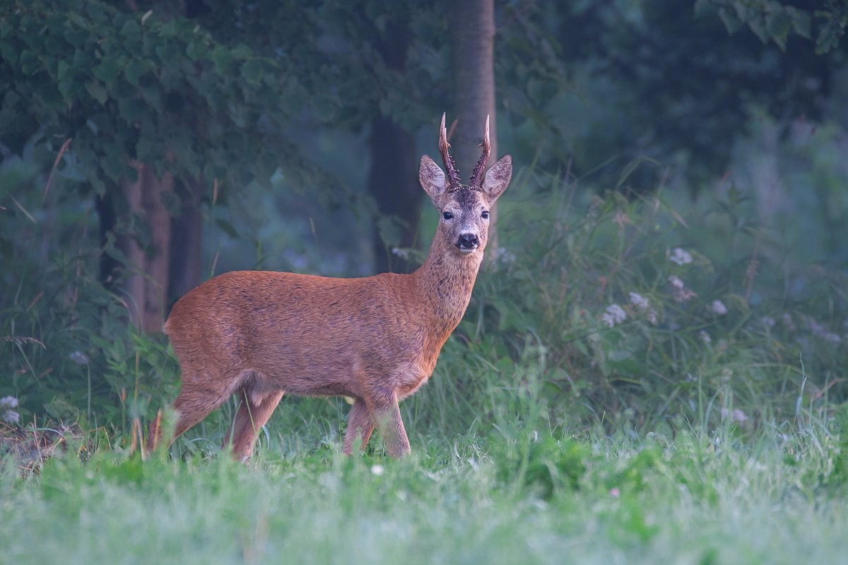 deer , Filip Stefaniak