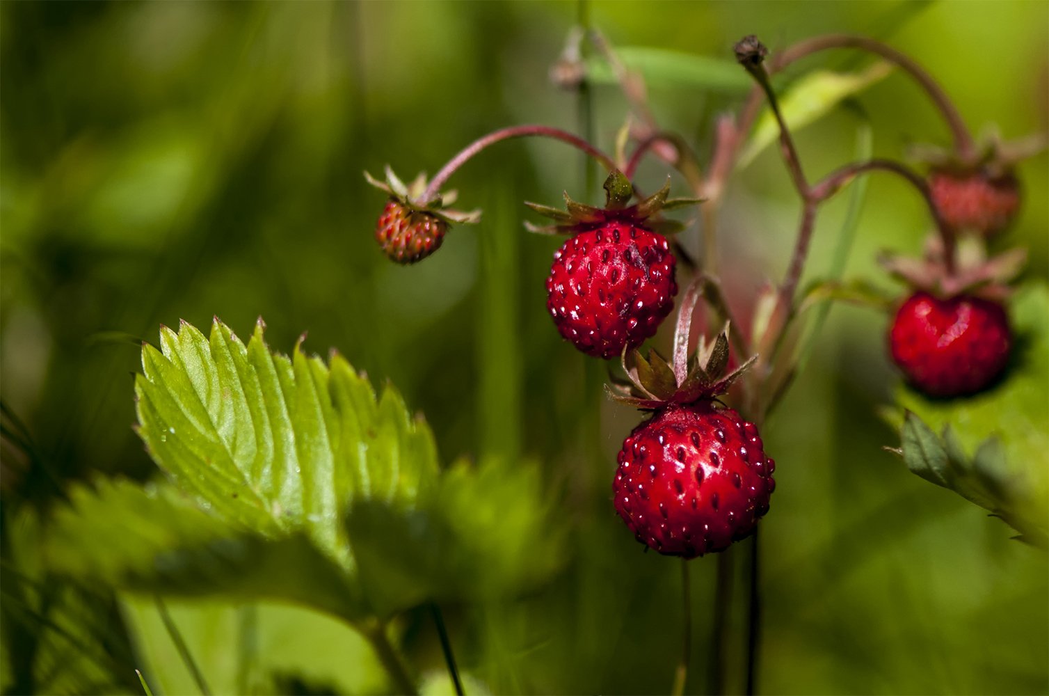 strawberries,summer, Daiva Cirtautė