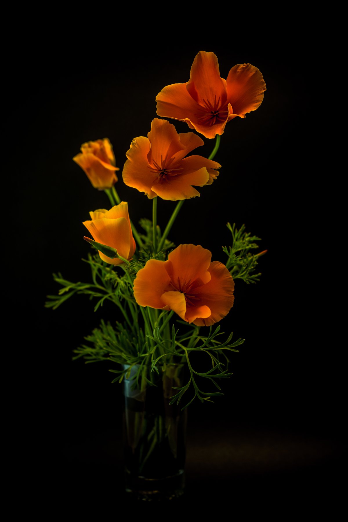 fragile, still life, interior, flowers, poppies, orange, green, background, Antonio Coelho