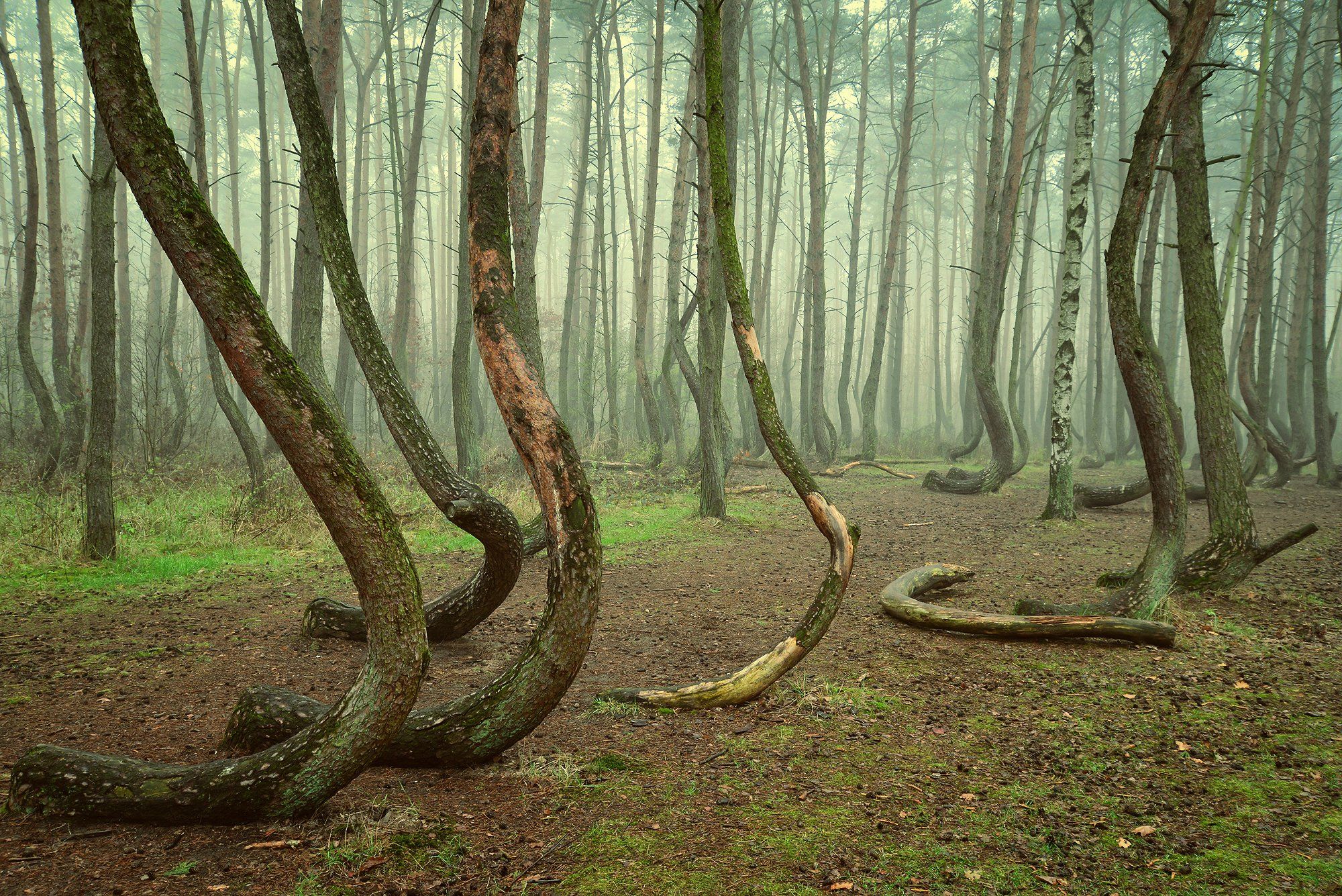 crooked forest кривой лес trees tree mist magic poland dranikowski foggy green, Radoslaw Dranikowski