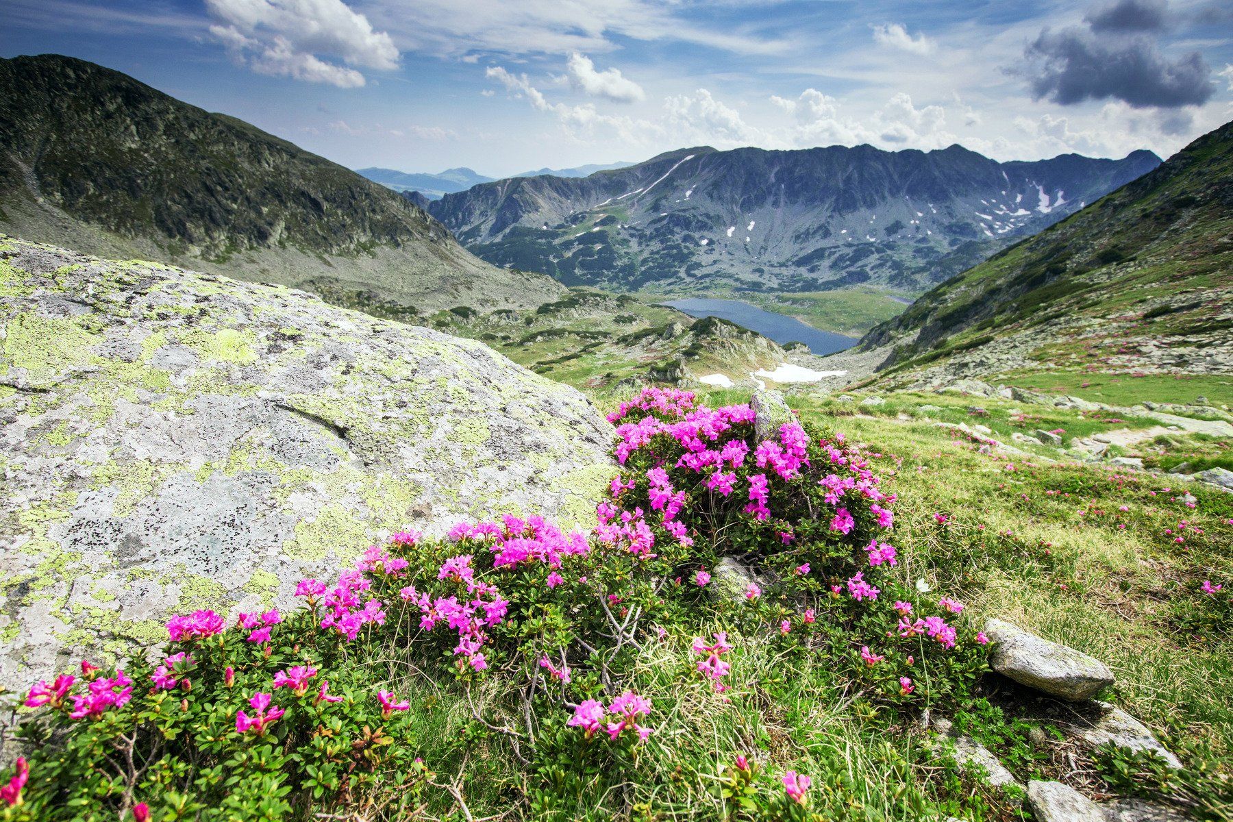 mountains,retezat,Romania,colors,flowers,, Marius Turc