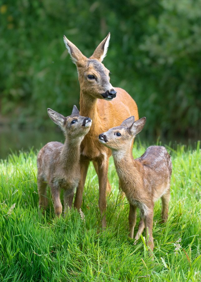deer, love, mother, family, nature, wild, animals, Filip Stefaniak