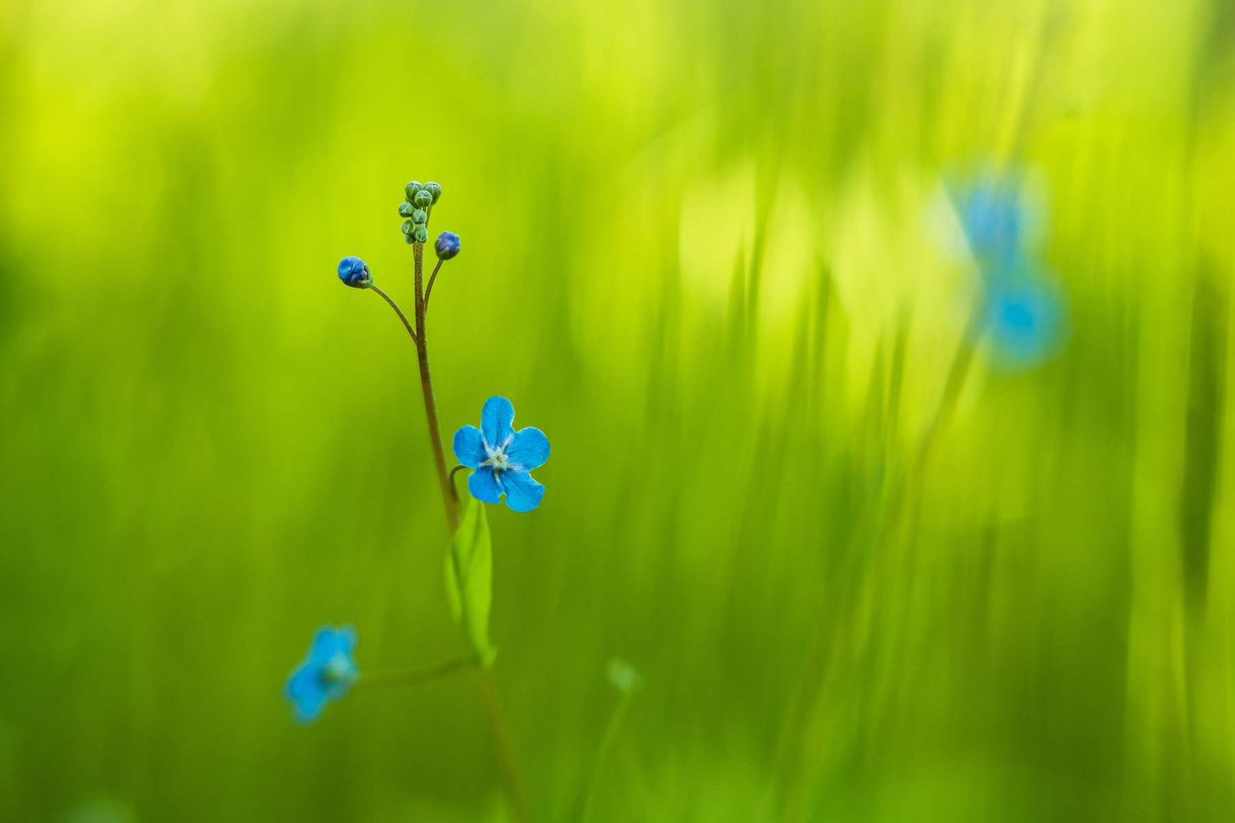 macro, blue, flowers, green, bokeh, close-up, Antonio Coelho