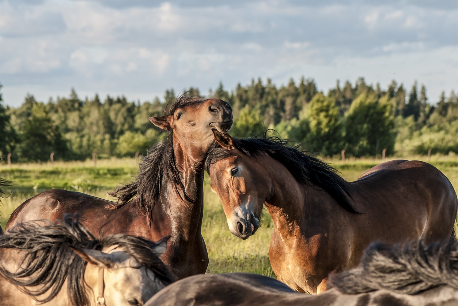 horses, Daiva Cirtautė