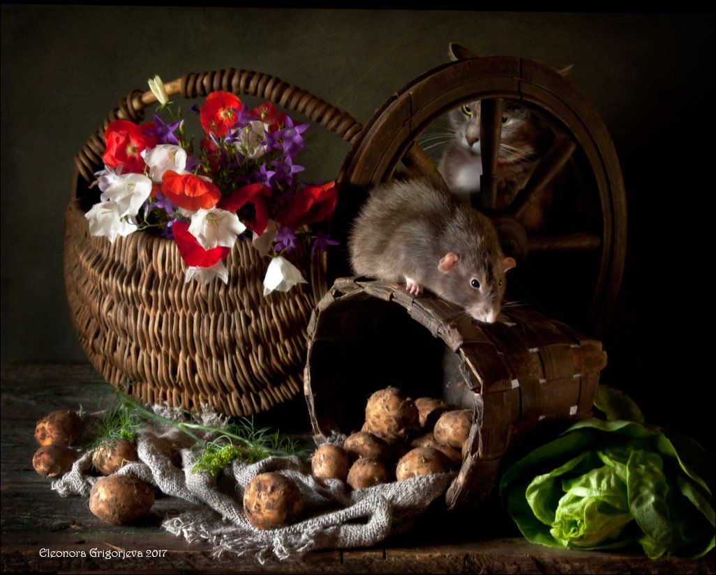 кошка, крыса, кошки-мышки, крысиные истории, натюркотики, Eleonora Grigorjeva