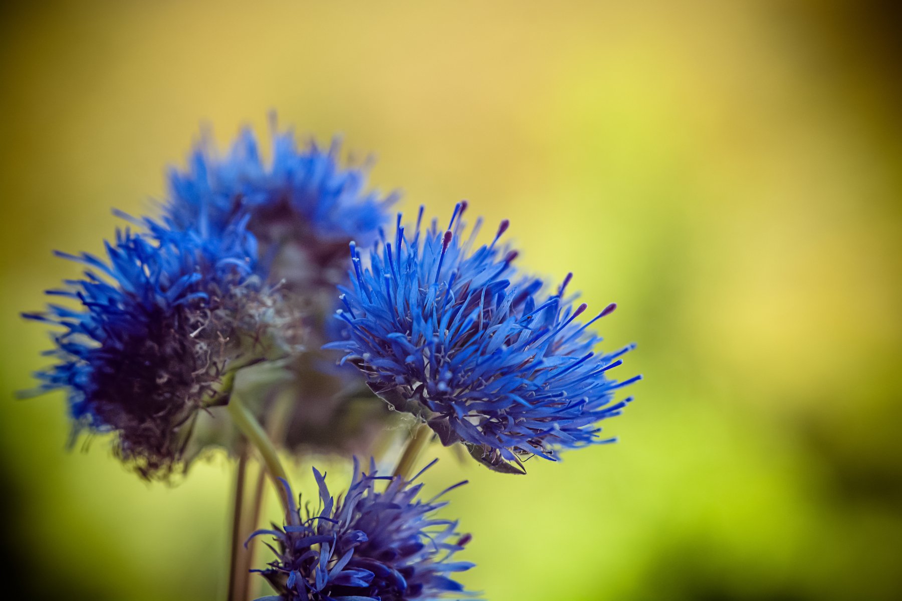 flowers, macro, blue, bokeh, background, beauty, nature, Antonio Coelho
