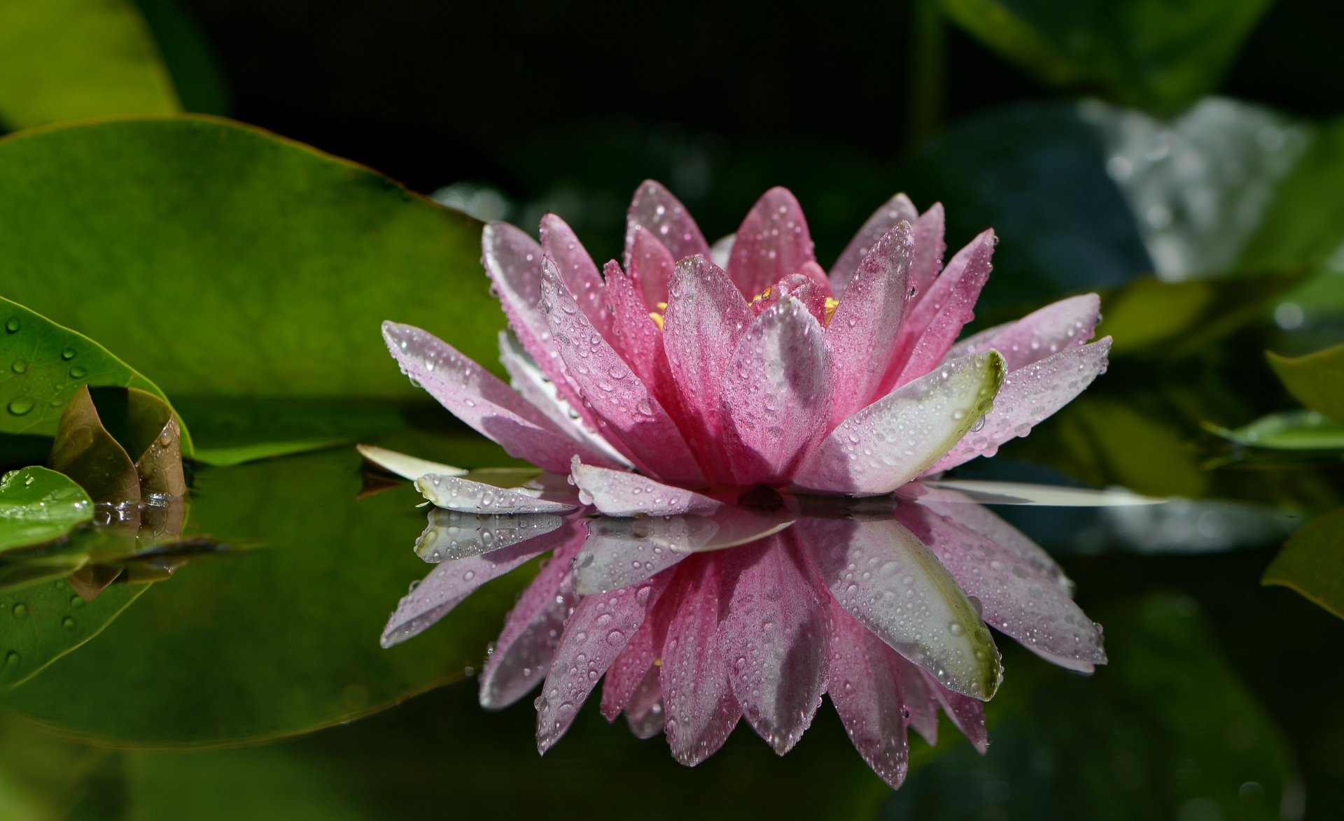 природа, макро, цветы, водяная лилия, нимфея, капли дождя, отражение, Неля Рачкова