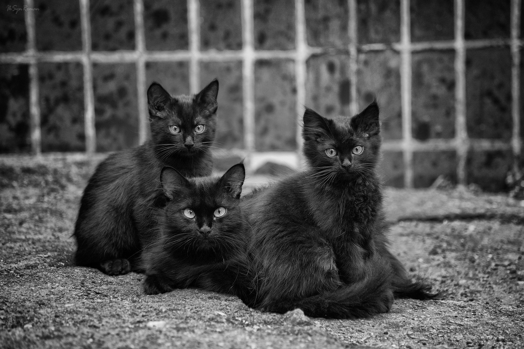 коты,котяры,котики,улица, Roma Krasov ( Chitinskiy )