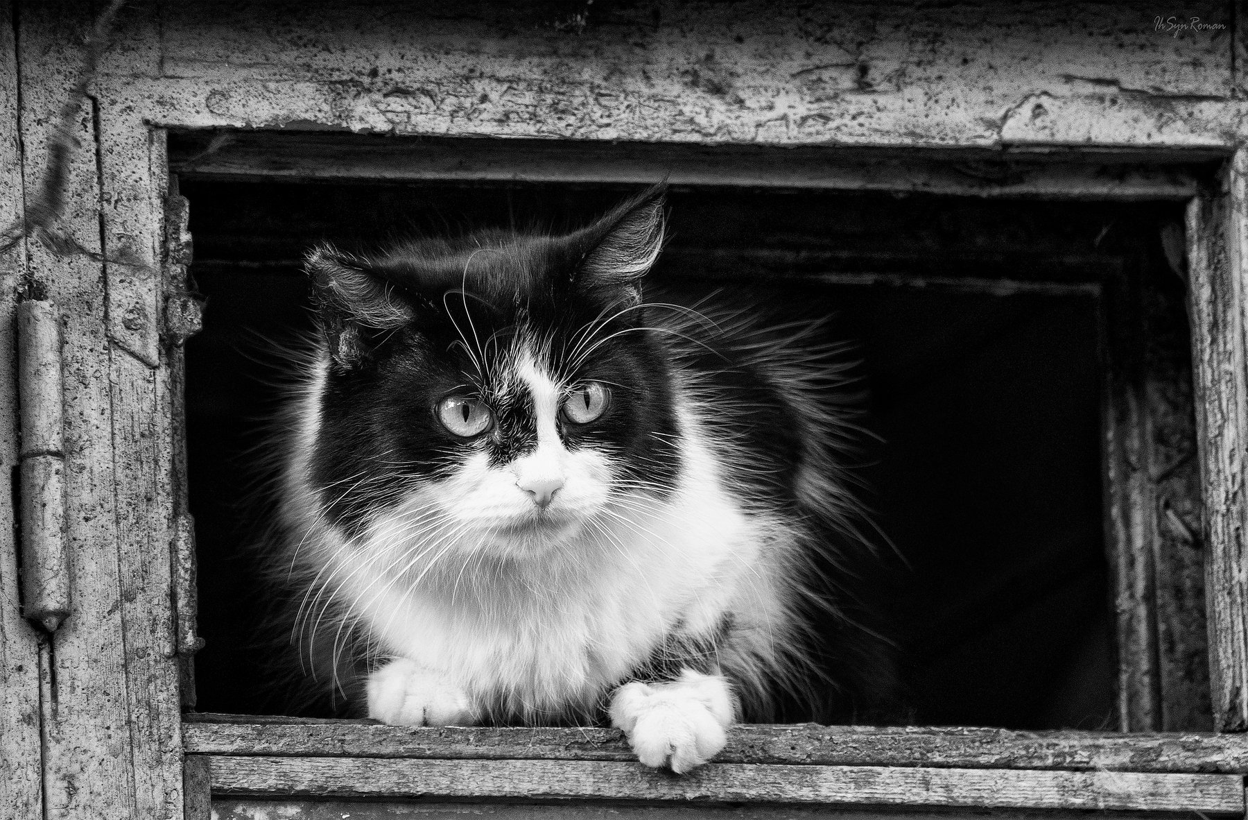 кот,котяра,форточка, Roma Krasov ( Chitinskiy )
