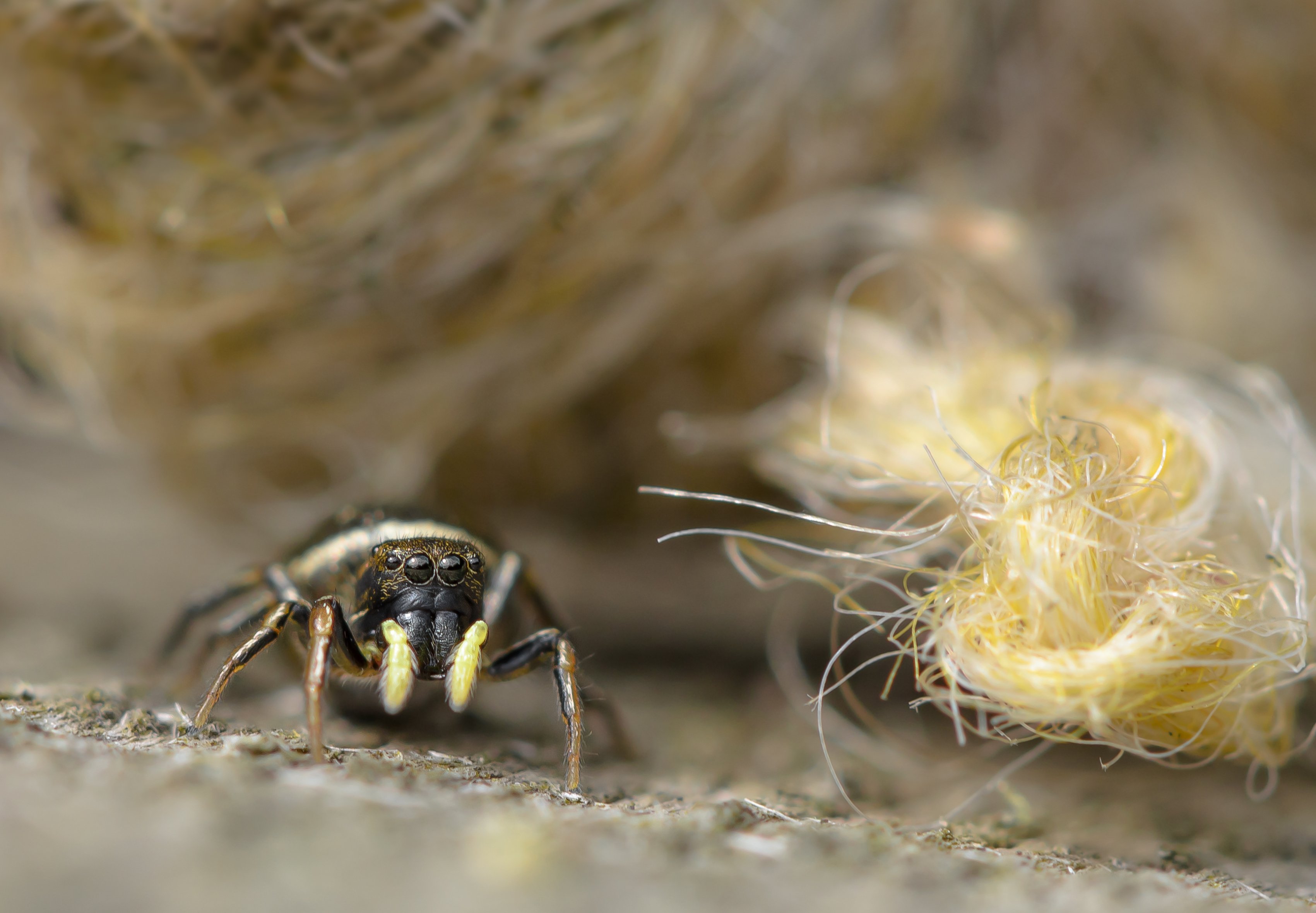 гелиофанус желтоногий, heliophanus flavipes, паук-скакун,, Ксения Соварцева