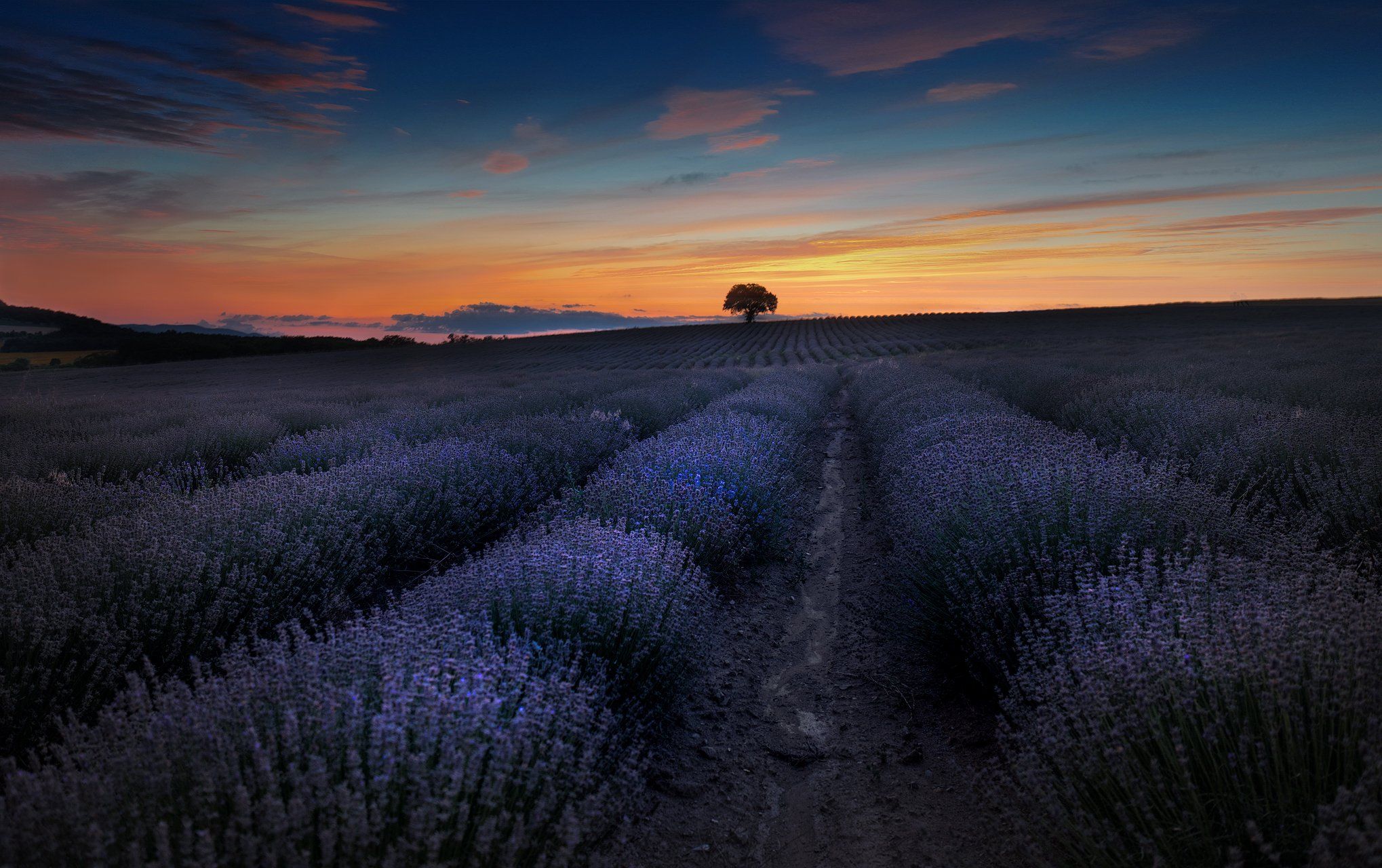 lavender, bulgaria, landscape, fields, Ted Bg