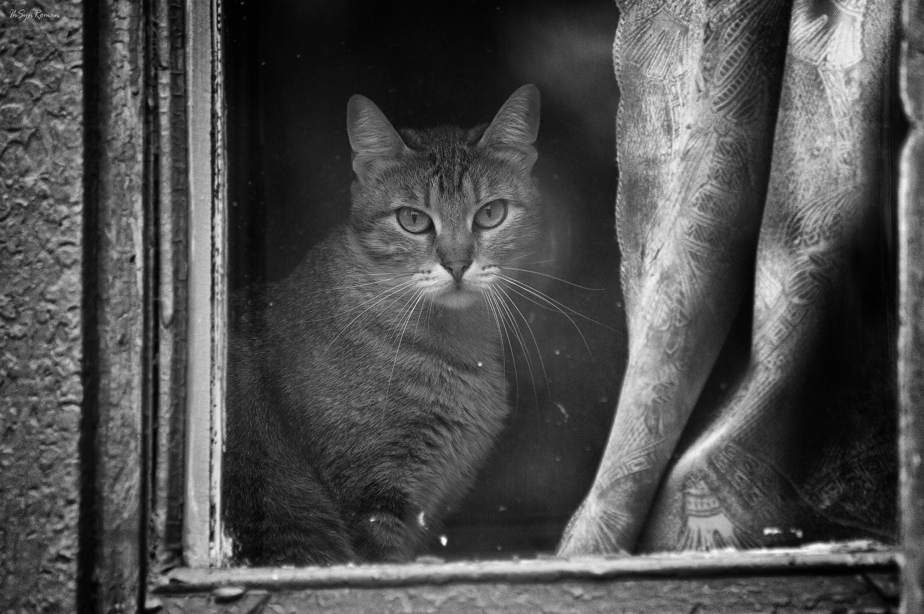 кот,котяра,окно, Roma Krasov ( Chitinskiy )