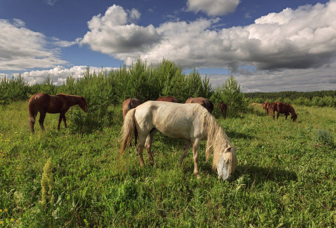 Поле трава лошади лес облака лето Удмуртия, Георгий Машковцев