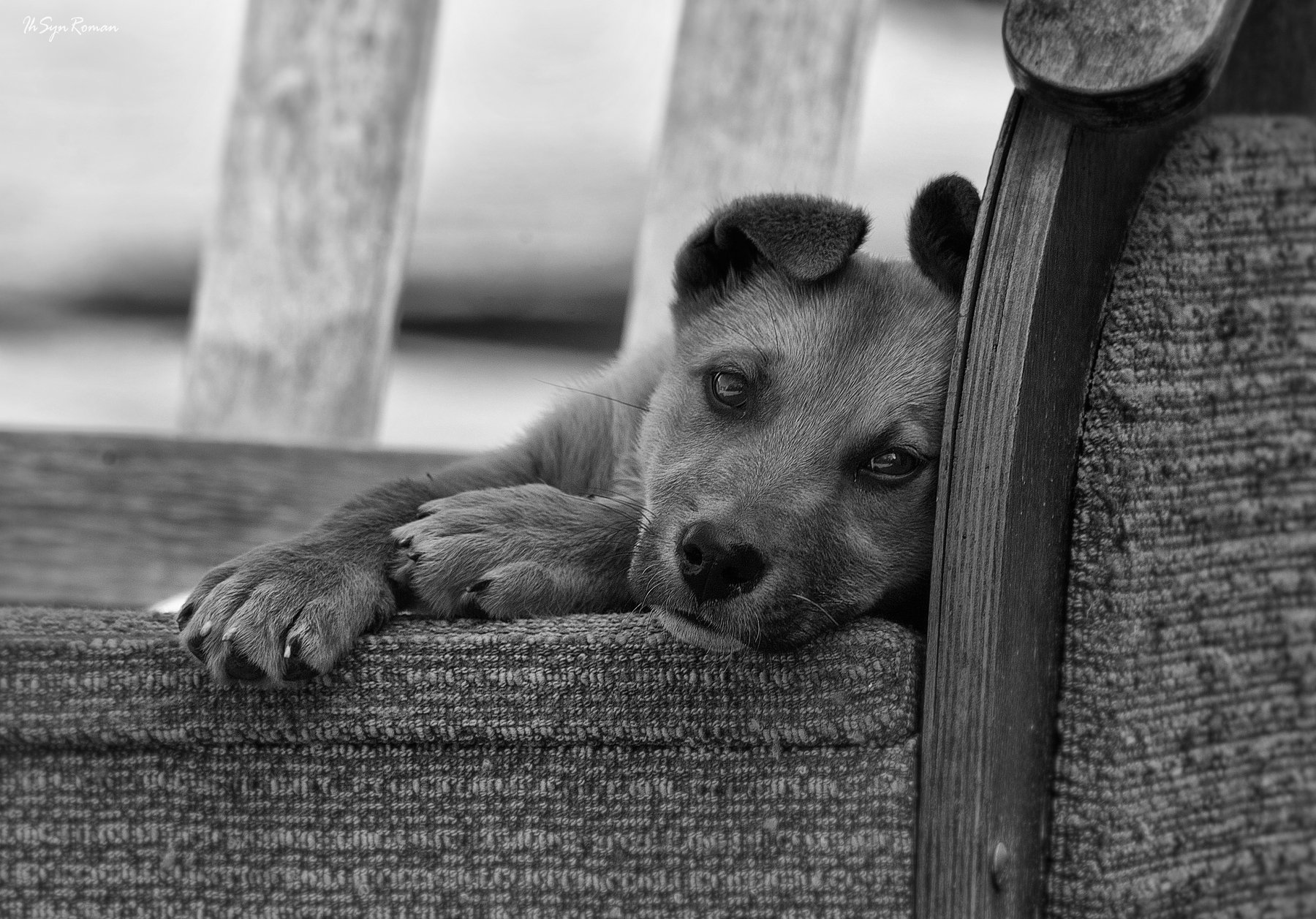 пёс,собака,улица,двор,кресло, Roma Krasov ( Chitinskiy )