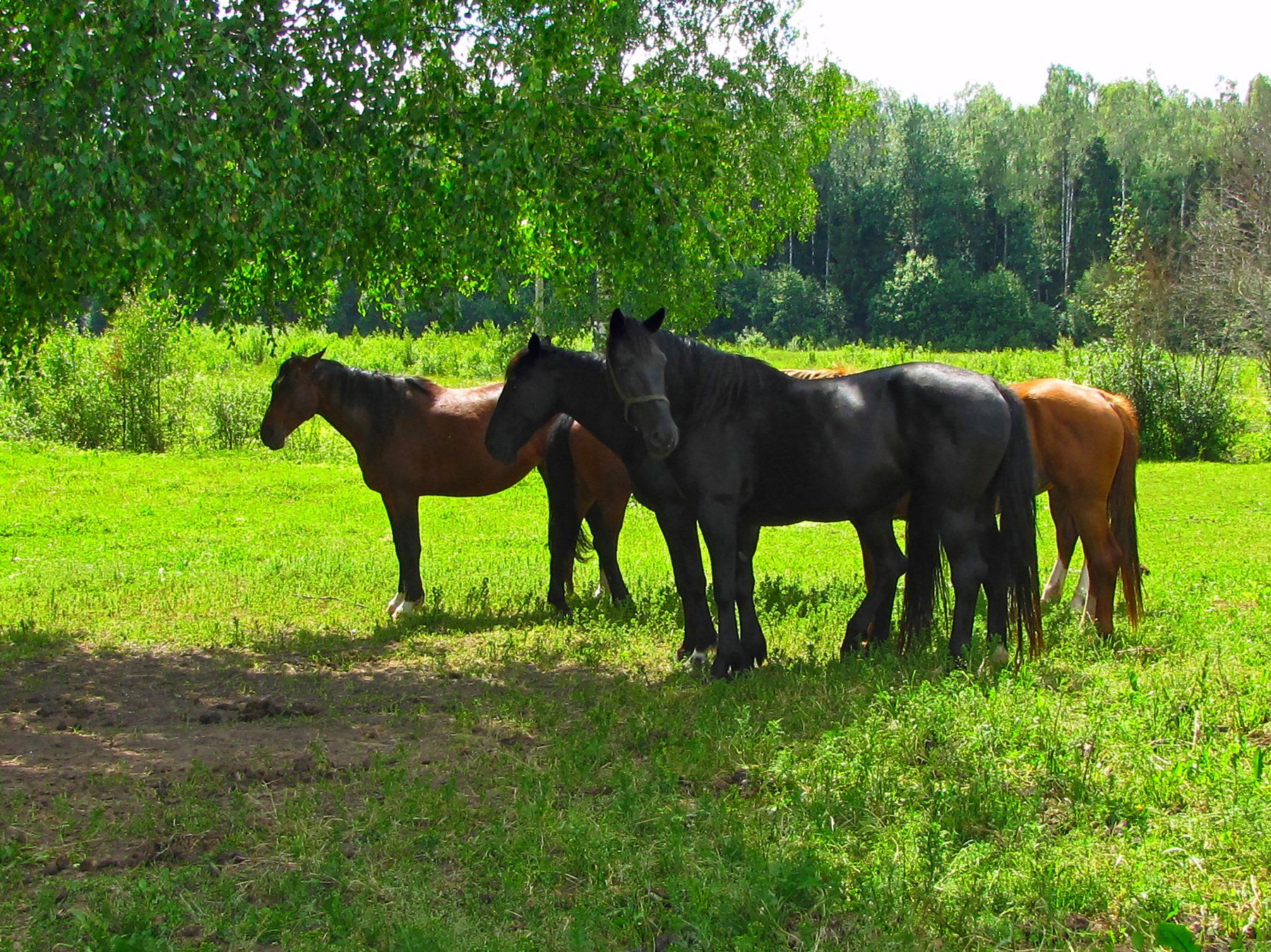 horses, shadow landscape, rural landscape, trees, sunny day under the birch, hot, hot day, a lot of horses, horse herd,, DZINTRA REGINA JANSONE