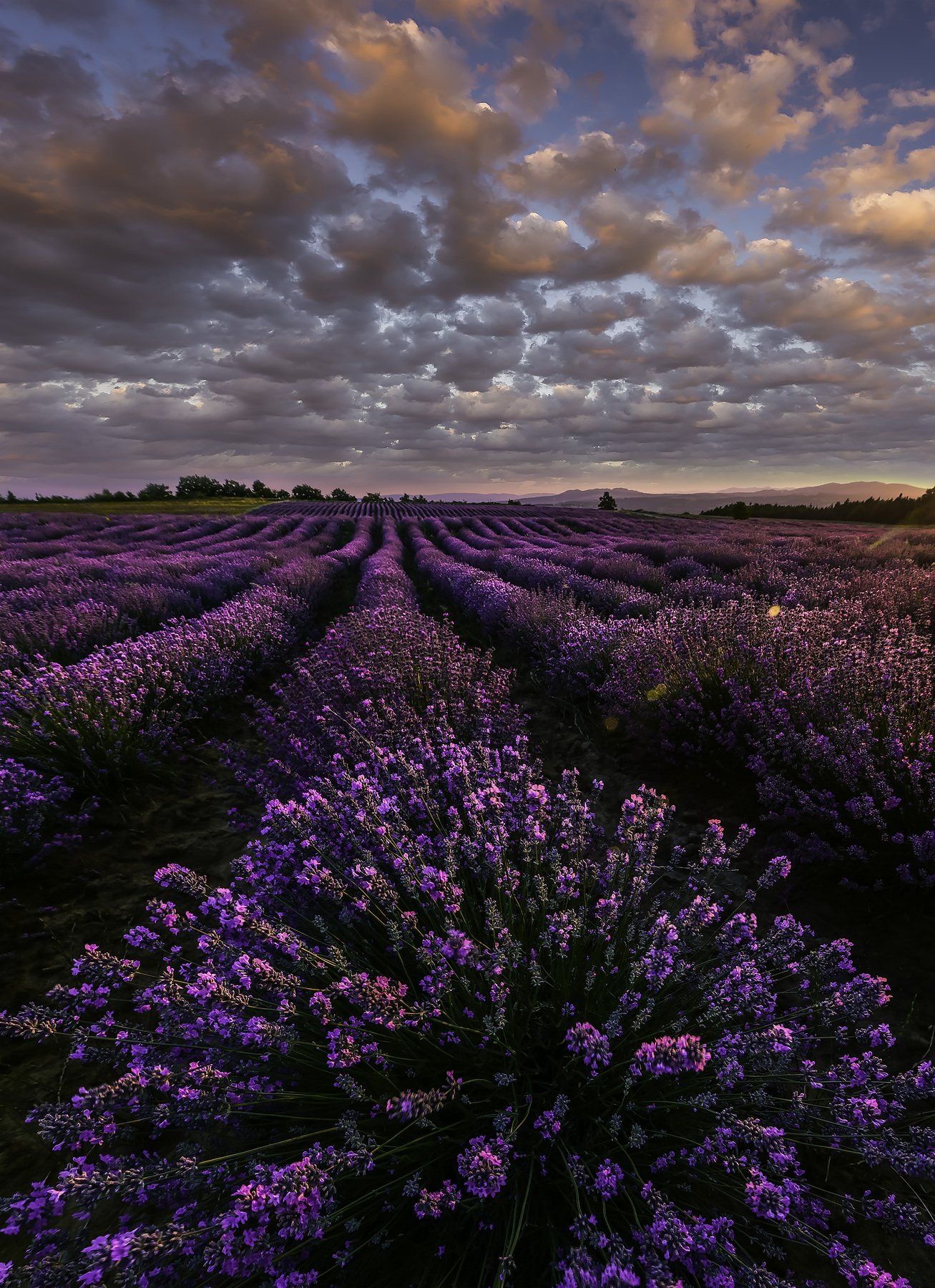 sunset, lavender,flowers,nature,clouds,outdoor,landscape,purple, Jeni Madjarova